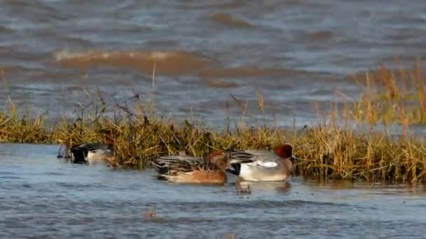 Wigeon Eurasiático Wigeon Duck Anas Penelope — Vídeo de stock