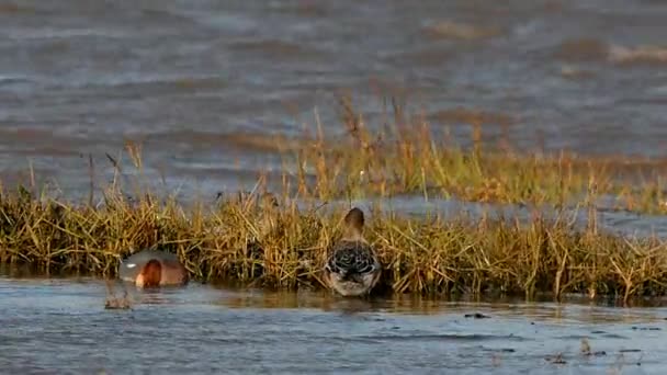 Eurasiática Wigeon Wigeon Pato Anas Penelope — Vídeo de Stock