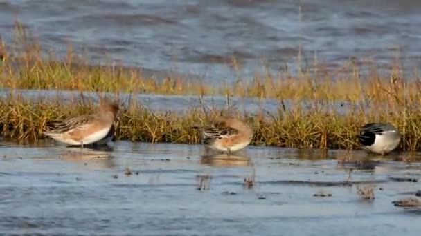 Eurasiática Wigeon Wigeon Pato Anas Penelope — Vídeo de Stock