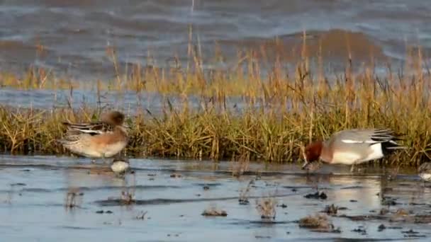 Wigeon Eurasiático Wigeon Duck Anas Penelope — Vídeo de stock