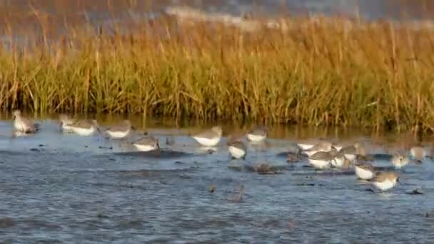 Ptaki Biegus Zmienny Calidris Alpine — Wideo stockowe