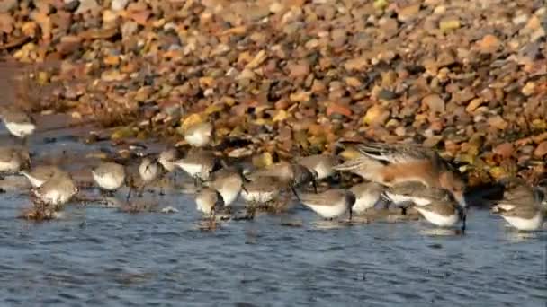 Eurasia Wigeon Dunlins — Vídeo de stock