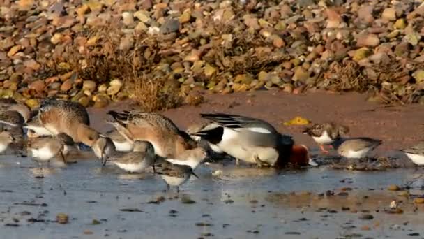 Fütyülő Réce Dunlins — Stock videók