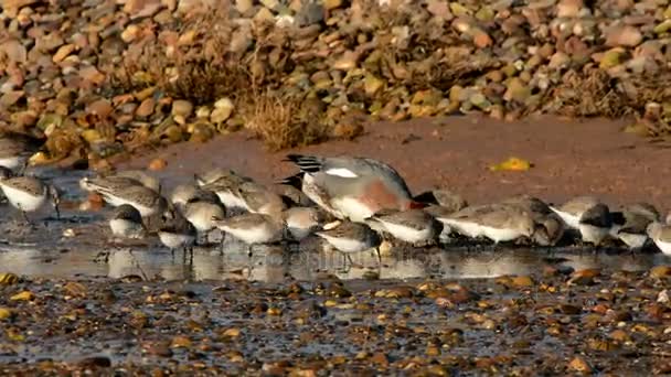 Eurasia Wigeon Dunlins — Vídeo de stock