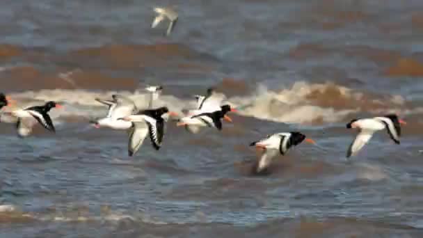 Eurazjatycki Oystercatcher Haematopus Ostralegus — Wideo stockowe