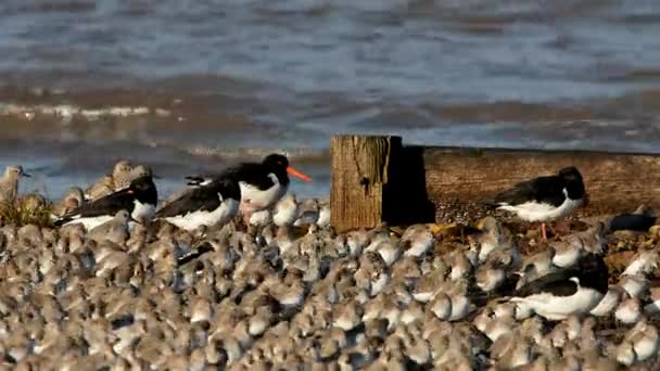 Eurasiático Oystercatcher Grey Plover Dunlin — Vídeo de Stock