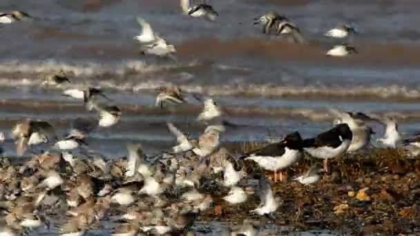 Eurasiático Oystercatcher Grey Plover Dunlin — Vídeo de Stock