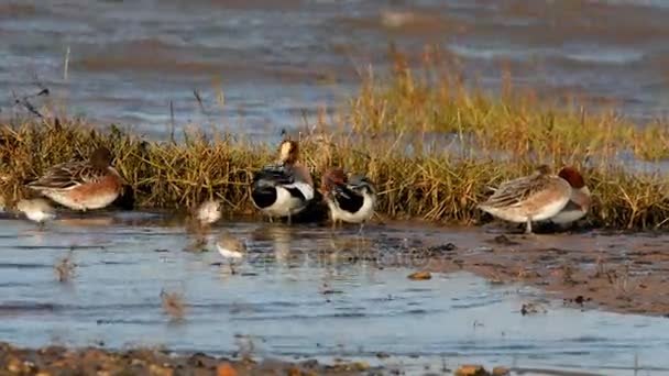 Wigeon Eurasiático Wigeon Duck Anas Penelope — Vídeo de stock