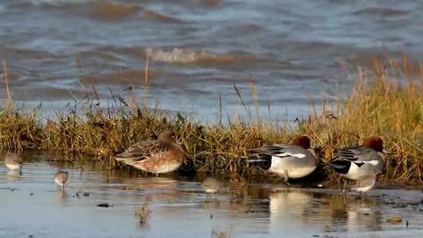 Eurasian Wigeon Wigeon Duck Anas Penelope — Stock Video