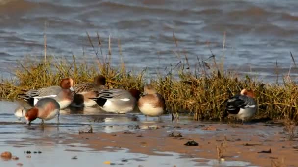 Eurasiática Wigeon Wigeon Pato Anas Penelope — Vídeo de Stock