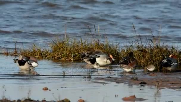 Eurasiática Wigeon Wigeon Pato Anas Penelope — Vídeo de Stock