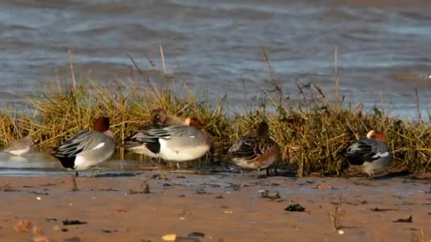 Wigeon Eurasiático Wigeon Duck Anas Penelope — Vídeo de stock