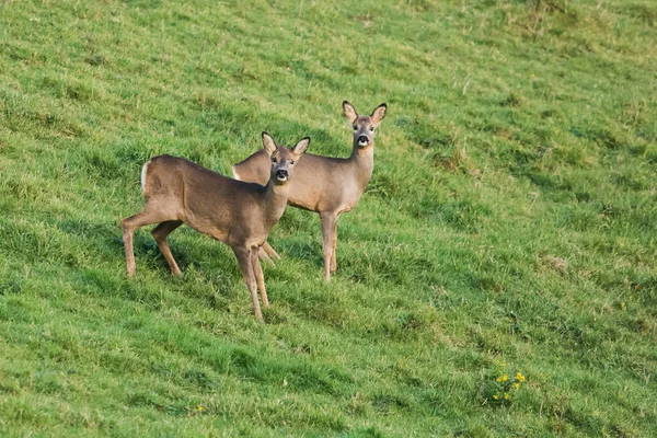 European Roe Deer, Roe Deer, Capreolus capreolus