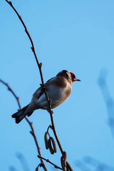 Aves Goldfinch Carduelis Carduelis — Fotografia de Stock