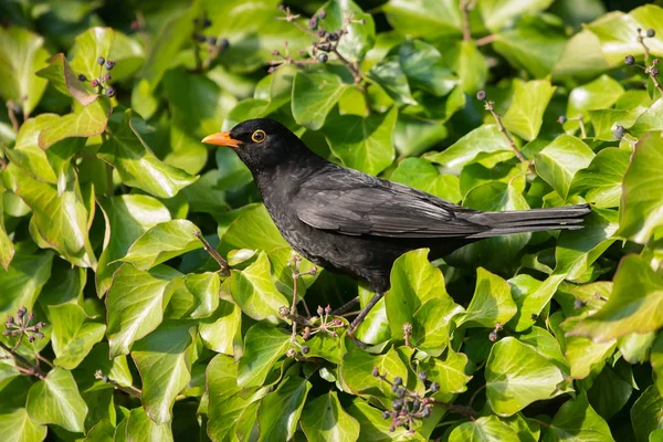 Птицы Blackbird Turdus Merula — стоковое фото