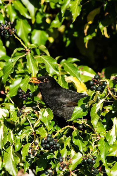 Uccelli Merlo Turdus Merula — Foto Stock