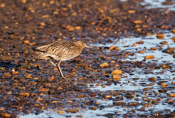 Eurásia Curlew Curlew Numenius Arquata — Fotografia de Stock