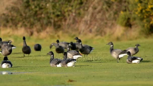 Brent Goose Branta Bernicla — Wideo stockowe