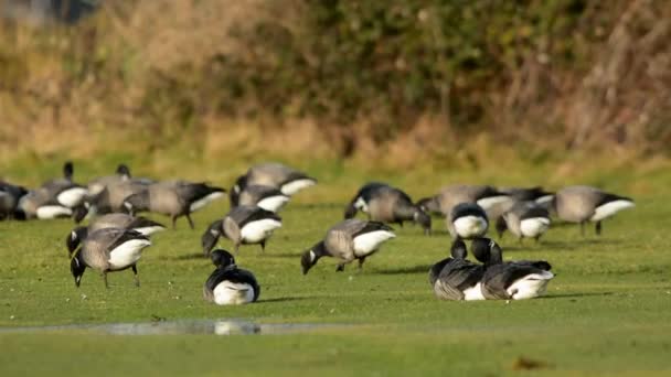 Rotgans Branta Bernicla — Stockvideo