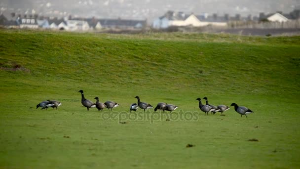 黑雁鹅 Branta Bernicla — 图库视频影像