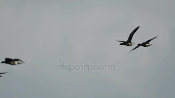 Bernache Cravache Branta Bernicla — Video