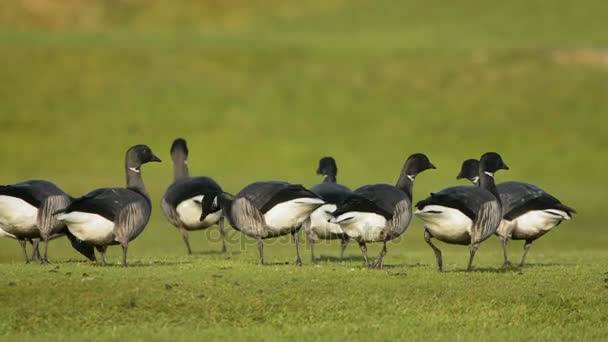 Brent Goose Branta Bernicla — Wideo stockowe