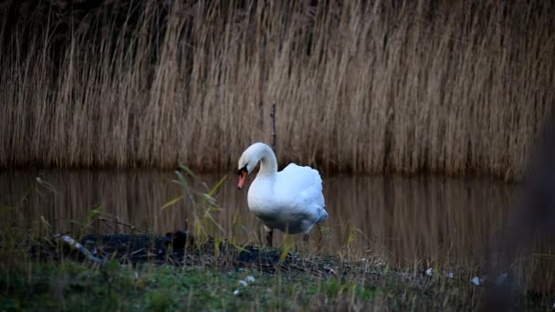 Σουάν Κύκνοι Cygnus Olor — Αρχείο Βίντεο