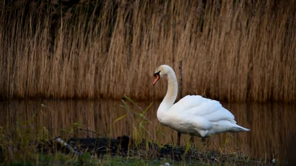 Cisne Mudo Cisnes Cygnus Olor — Vídeo de Stock