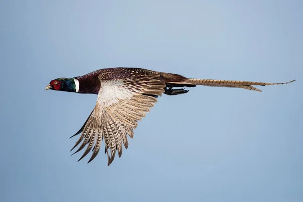 Aves Faisão Fasiano Cólon — Fotografia de Stock