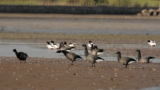 Brent Goose Och Gravand — Stockvideo