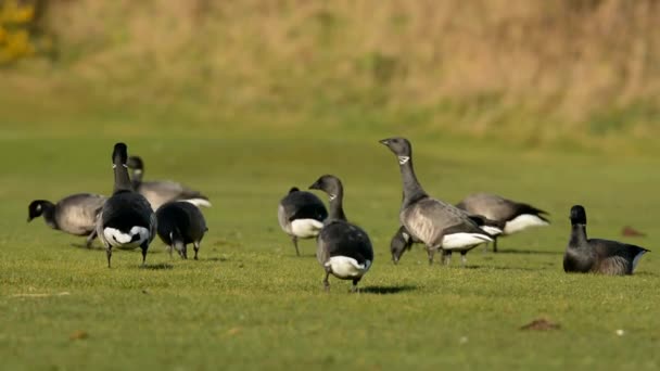 Brent Χήνα Branta Bernicla — Αρχείο Βίντεο