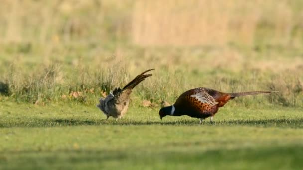 Aves Faisão Fasiano Cólon — Vídeo de Stock