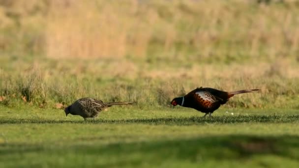 Fåglar Fasan Phasianus Colchicus — Stockvideo