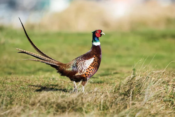 Фазан Звичайний Фазана Phasianus Colchicus — стокове фото