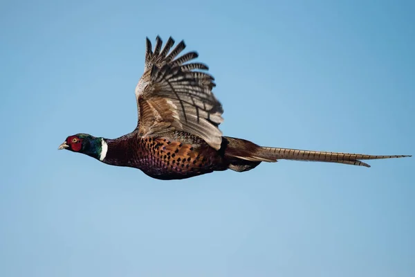 Vanliga Fasan Fasan Phasianus Colchicus Stockfoto