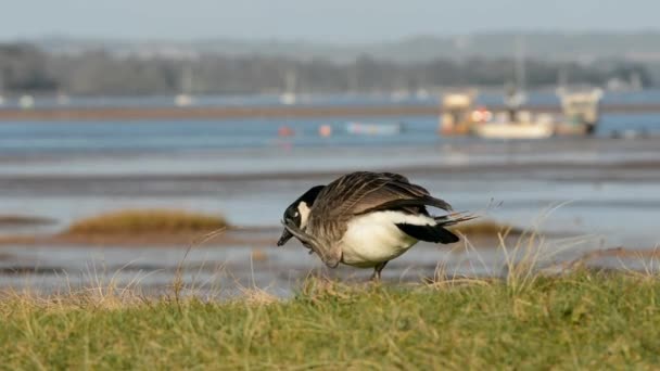 Ganso Canadá Branta Canadensis — Vídeo de Stock