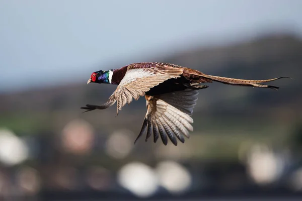 Ortak Sülün Sülün Phasianus Colchicus — Stok fotoğraf