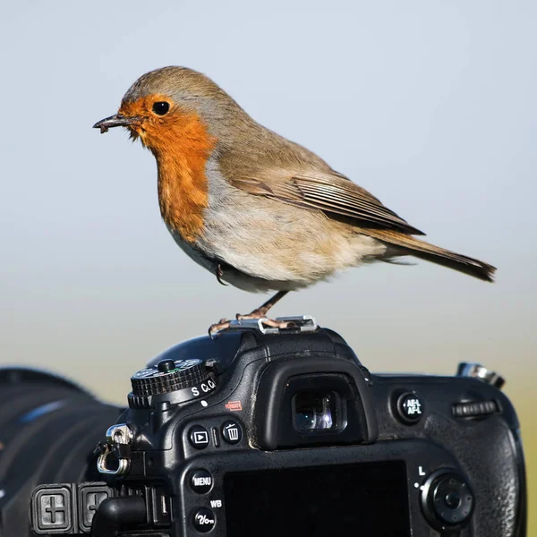 Rotkehlchen Rotkehlchen Erithacus Rubecula — Stockfoto