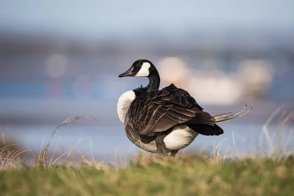 Kanada Kazı Branta Kanadensis — Stok fotoğraf