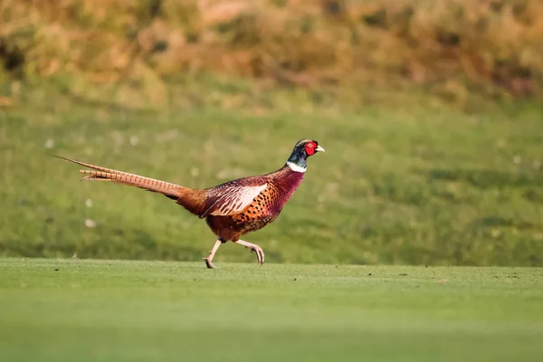 Kuşlar Sülün Phasianus Colchicus — Stok fotoğraf