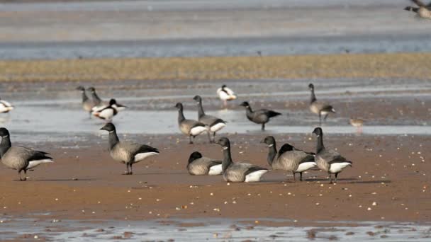 Brent Goose Branta Bernicla — Video Stock