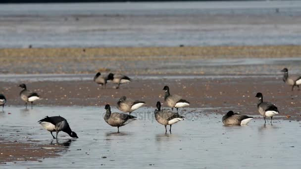 Brent Goose Branta Bernicla — Video Stock