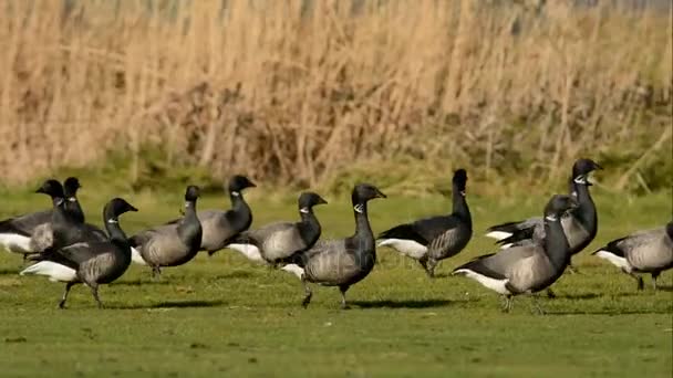 Brent Χήνα Branta Bernicla — Αρχείο Βίντεο