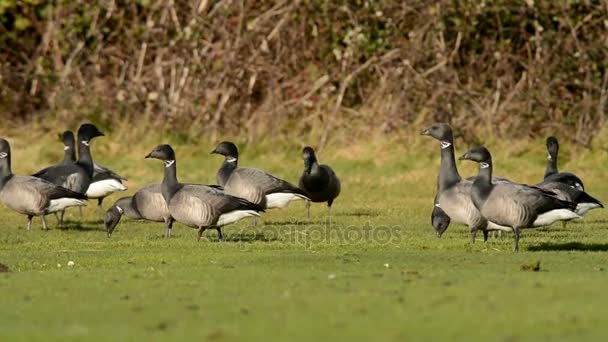 Brent Goose Branta Bernicla — Stock Video