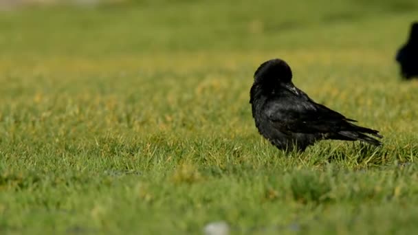 Ворона Чорна Ворона Corvus Короне — стокове відео