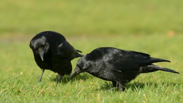 Ворона Чорна Ворона Corvus Короне — стокове відео