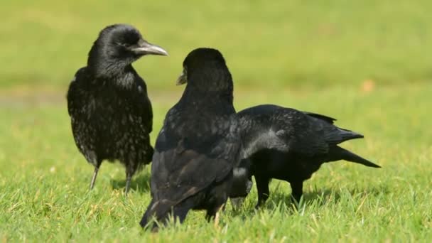 Vrána Crow Corvus Corone — Stock video