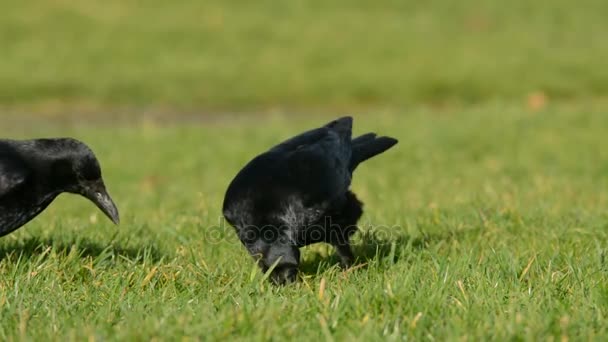 Carrion Crow Crow Corvus Corone — Wideo stockowe