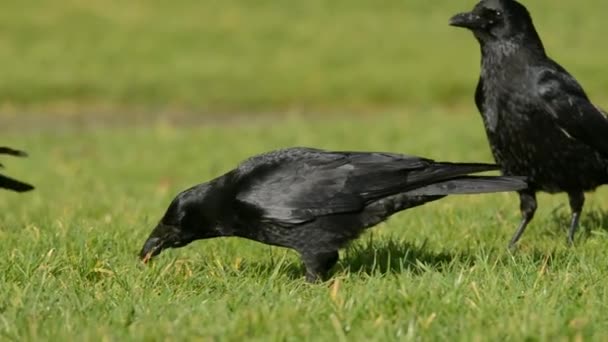 Vrána Crow Corvus Corone — Stock video