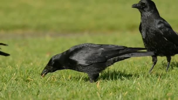 Carrión Cuervo Cuervo Corvus Corone — Vídeo de stock